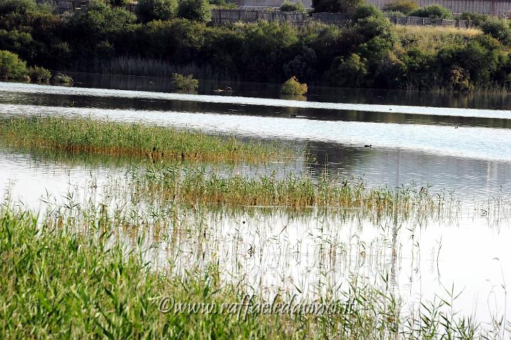 11.5.2011 Saline di Priolo con Antonella (306).jpg